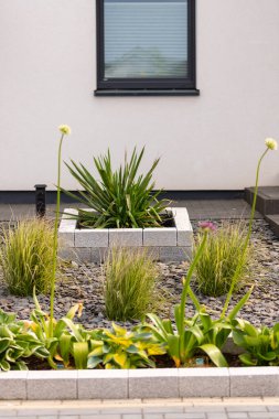 Tahta bahçesinde Yucca olan doğal bir taş kaldırdı. Yüksek kalite fotoğraf