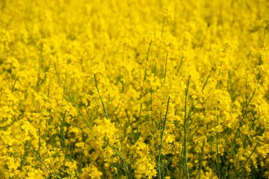 Nisan 'da kolza tohumu tarlası tam çiçekleniyor. Yüksek kalite fotoğraf