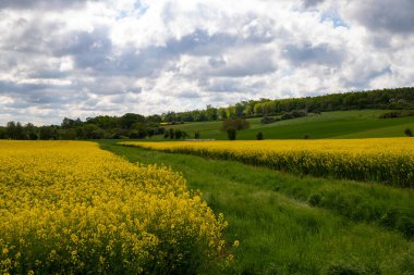 Nisan 'da kolza tohumu tarlası tam çiçekleniyor. Yüksek kalite fotoğraf