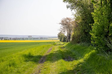 Nisan ayında bir arazi üzerindeki ağaçlar. Yüksek kalite fotoğraf