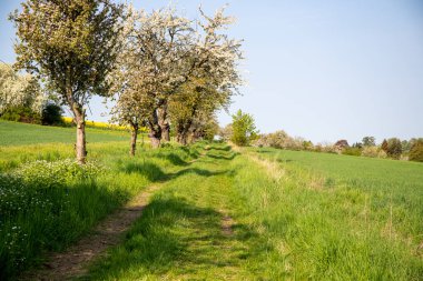 Nisan ayında bir arazi üzerindeki ağaçlar. Yüksek kalite fotoğraf