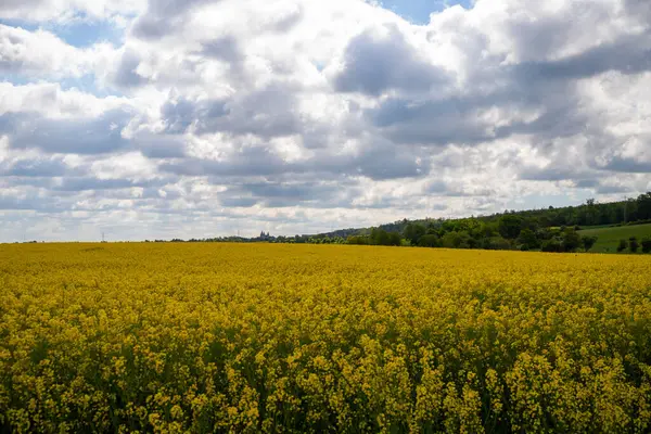 Nisan 'da kolza tohumu tarlası tam çiçekleniyor. Yüksek kalite fotoğraf