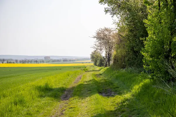 Nisan ayında bir arazi üzerindeki ağaçlar. Yüksek kalite fotoğraf