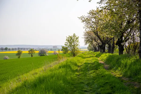 Nisan ayında bir arazi üzerindeki ağaçlar. Yüksek kalite fotoğraf