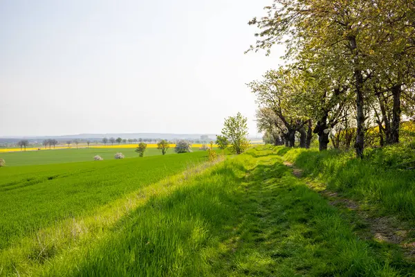 Nisan ayında bir arazi üzerindeki ağaçlar. Yüksek kalite fotoğraf