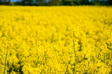 Nisan 'da kolza tohumu tarlası tam çiçekleniyor. Yüksek kalite fotoğraf