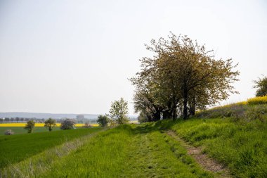 Nisan ayında bir arazi üzerindeki ağaçlar. Yüksek kalite fotoğraf