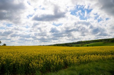 Nisan 'da kolza tohumu tarlası tam çiçekleniyor. Yüksek kalite fotoğraf