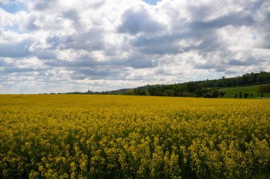 Nisan 'da kolza tohumu tarlası tam çiçekleniyor. Yüksek kalite fotoğraf