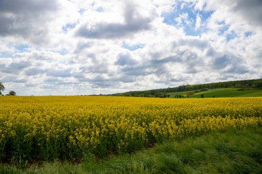 Nisan 'da kolza tohumu tarlası tam çiçekleniyor. Yüksek kalite fotoğraf