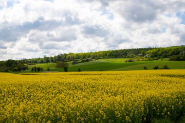 Nisan 'da kolza tohumu tarlası tam çiçekleniyor. Yüksek kalite fotoğraf