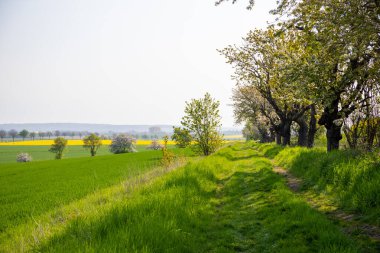 Nisan ayında bir arazi üzerindeki ağaçlar. Yüksek kalite fotoğraf