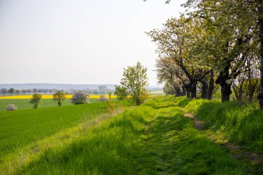 Nisan ayında bir arazi üzerindeki ağaçlar. Yüksek kalite fotoğraf
