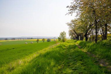 Nisan ayında bir arazi üzerindeki ağaçlar. Yüksek kalite fotoğraf