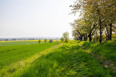 Nisan ayında bir arazi üzerindeki ağaçlar. Yüksek kalite fotoğraf
