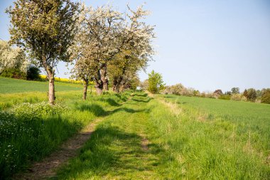 Nisan ayında bir arazi üzerindeki ağaçlar. Yüksek kalite fotoğraf