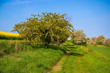Nisan ayında bir arazi üzerindeki ağaçlar. Yüksek kalite fotoğraf