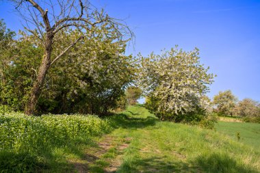 Nisan ayında bir arazi üzerindeki ağaçlar. Yüksek kalite fotoğraf