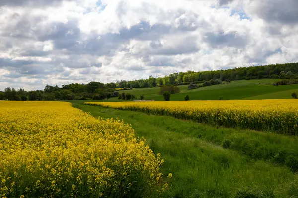 Nisan 'da kolza tohumu tarlası tam çiçekleniyor. Yüksek kalite fotoğraf