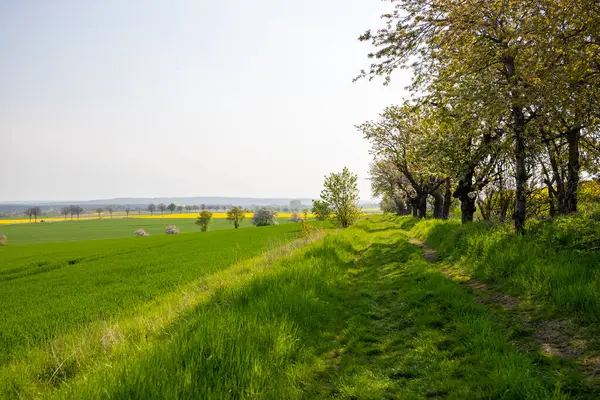 Nisan ayında bir arazi üzerindeki ağaçlar. Yüksek kalite fotoğraf