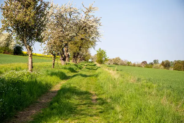 Nisan ayında bir arazi üzerindeki ağaçlar. Yüksek kalite fotoğraf