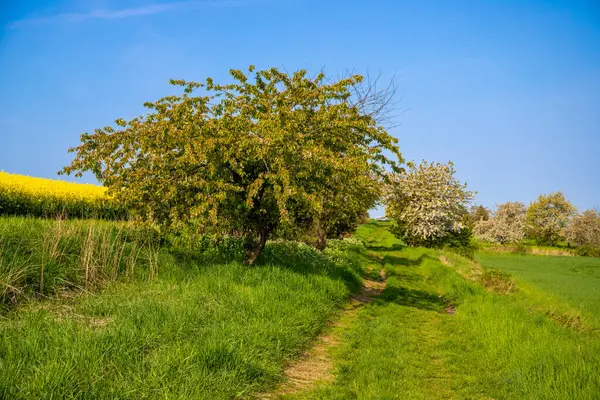 Nisan ayında bir arazi üzerindeki ağaçlar. Yüksek kalite fotoğraf