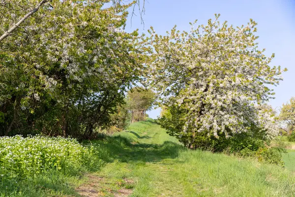 Nisan ayında bir arazi üzerindeki ağaçlar. Yüksek kalite fotoğraf