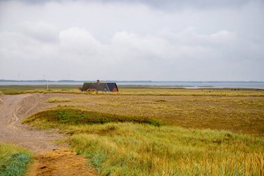 Danimarka 'da otlar ve kum tepeleri olan engebeli kıyı manzarası. Yüksek kalite fotoğraf