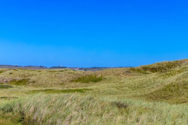 Danimarka 'da otlar ve kum tepeleri olan engebeli kıyı manzarası. Yüksek kalite fotoğraf