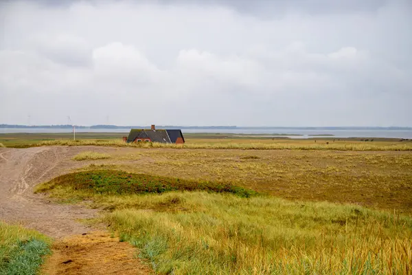 Danimarka 'da otlar ve kum tepeleri olan engebeli kıyı manzarası. Yüksek kalite fotoğraf