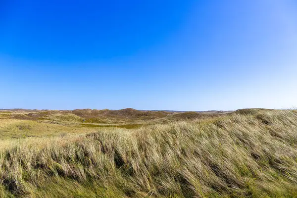 Danimarka 'da otlar ve kum tepeleri olan engebeli kıyı manzarası. Yüksek kalite fotoğraf