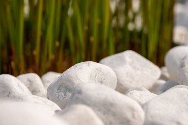 Birkaç bitkinin olduğu bir yatakta bir sürü beyaz mermer taş var. Yüksek kalite fotoğraf
