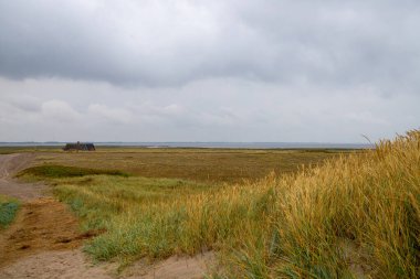 Danimarka 'da otlar ve kum tepeleri olan engebeli kıyı manzarası. Yüksek kalite fotoğraf
