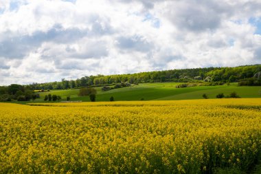 Nisan 'da kolza tohumu tarlası tam çiçekleniyor. Yüksek kalite fotoğraf
