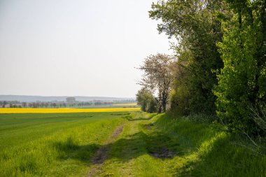 Nisan ayında bir arazi üzerindeki ağaçlar. Yüksek kalite fotoğraf