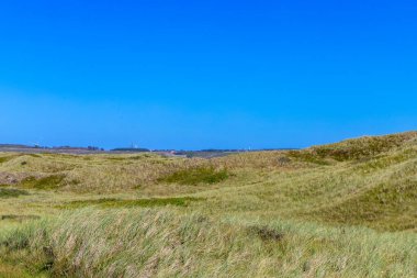 Danimarka 'da otlar ve kum tepeleri olan engebeli kıyı manzarası. Yüksek kalite fotoğraf
