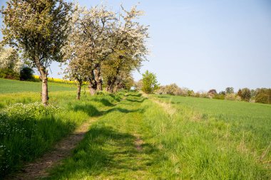 Nisan ayında bir arazi üzerindeki ağaçlar. Yüksek kalite fotoğraf