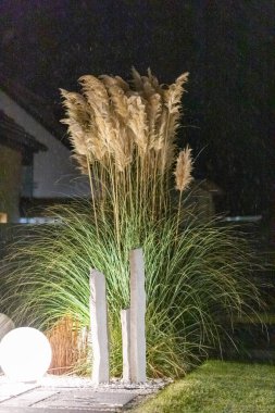 Mermer taştan bir yatakta büyük yapraklı otlar ve bir top lambası. Yüksek kalite fotoğraf