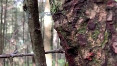 Doğa manzarası çok güzel. Bosque y sendero verde 