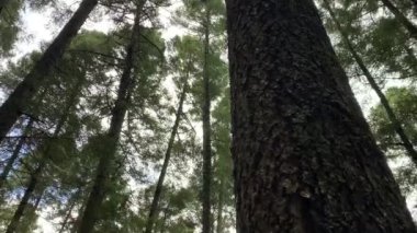 Doğa manzarası çok güzel. Caminata por el bosque, sendero doğal. Bosque y arboles