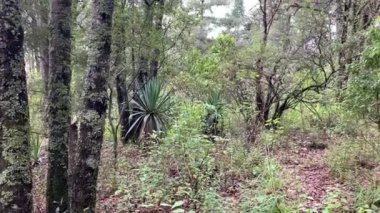 Doğa manzarası çok güzel. Caminata por el bosque, sendero doğal. Presa.y parque natural 
