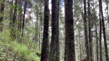Doğa manzarası çok güzel. Caminata por el bosque, sendero doğal. Presa.y parque natural 