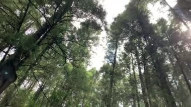 Doğa manzarası çok güzel. Caminata por el bosque, sendero doğal. Presa.y parque natural 