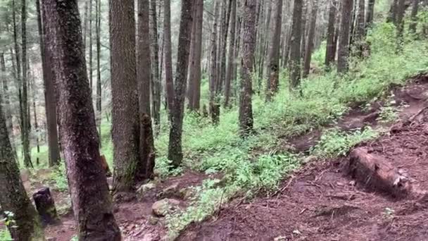Hermosa Vista Escena Natural Caminata Por Bosque Sendero Natural Presa — Vídeo de stock