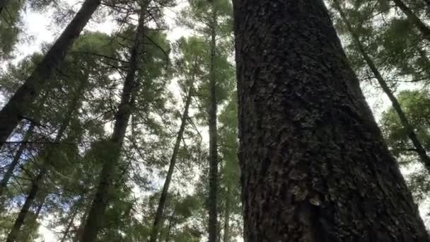 Smuk Udsigt Naturen Scene Caminata Por Bosque Sendero Naturlig Bosque – Stock-video
