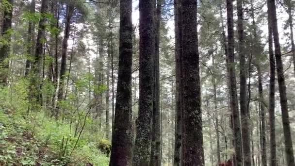Smuk Udsigt Naturen Scene Caminata Por Bosque Sendero Naturlig Presa – Stock-video