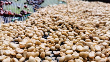 Doi Phu Kha, Nan, Tayland 'da kahve çekirdekleri