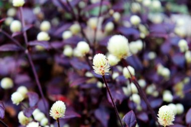 Bahçede mor yaprakları olan beyaz gomphrena dentata yakutu.