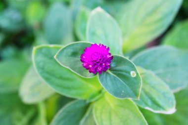 Gomphera çiçeği, büyüleyici mor bir renk ve taze yeşil yaprak rengi, çok çarpıcı bir kombinasyon.