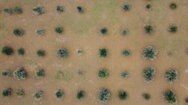 İspanyol ekin tarlalarının harika manzarası